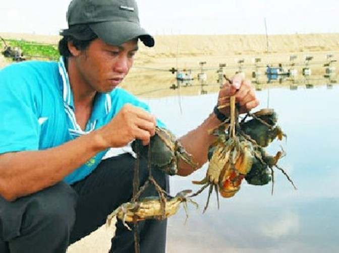 Thu 200  250 triệu đồngha từ mô hình nuôi cua biển Quảng Yên