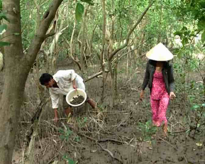 Mô hình nuôi nhân giống ốc bươu ta trong ao xi măng Đầu tư thấp lợi  nhuận cao