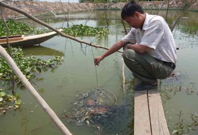 Thành phố Cà Mau thành công từ mô hình nuôi cá chạch  Tôm Vàng